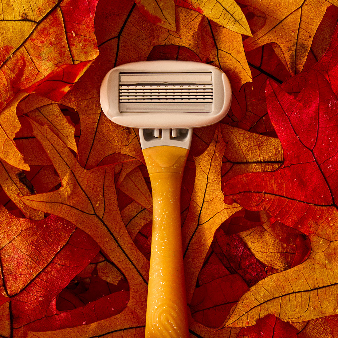 Gold Leaf razors with orange and red leaves in the background.