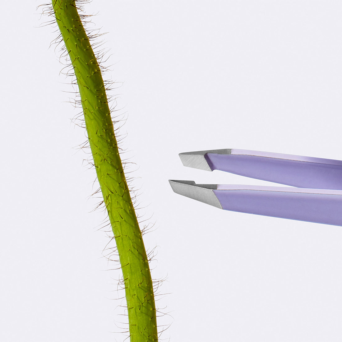 Close up of Flamingo lilac Tweezers reaching towards a flower stem with fine, peach-fuzz looking texture